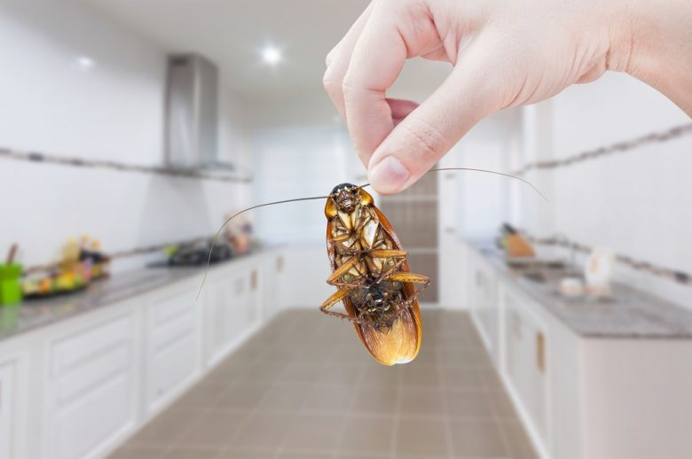 Getting Rid of Cockroaches in Condos and How?
