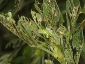 insecticide resistance